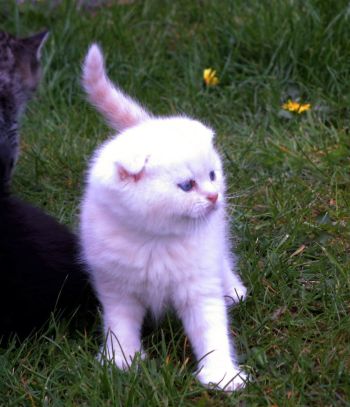 Desert Dance Scottish Fold Kater